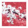 Blossom In Pink by Gail Mckenzie Limited Edition Print