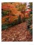 Washington Park Arboretum In Fall, Seattle, Wa by Mark Windom Limited Edition Print