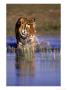 Captive Bengal Tiger, India by Stuart Westmoreland Limited Edition Print