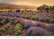 Lavender: Study In Gold by Brooks Anderson Limited Edition Print