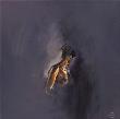 Solitary I by Lizette Luijten-Daas Limited Edition Print