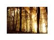 Forest Dawn by Frank Krahmer Limited Edition Print