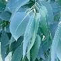 Eucalyptus Leaves by Jan Lens Limited Edition Print