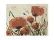 Tuscany Poppies Iv by Dieter Hecht Limited Edition Print