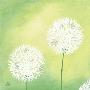 Dandelions Iii by Sabine Mannheims Limited Edition Print