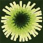 Green Dandelion I, 2002 by Claire Davies Limited Edition Print