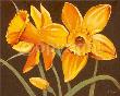 Sunshine Daffodils by Steff Green Limited Edition Pricing Art Print