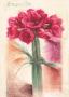 Bound Amaryllis by Anna Gardner Limited Edition Print