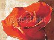 Bright Carmesin Rose by Arkadiusz Warminski Limited Edition Pricing Art Print