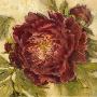 Scarlet Peony by Kathryn White Limited Edition Print