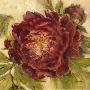 Scarlet Peony by Kathryn White Limited Edition Pricing Art Print