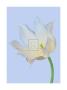 Serene Tulip by Masao Ota Limited Edition Print