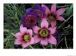 Western Cape Wildflowers, South Africa by Michele Westmorland Limited Edition Print