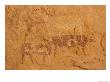 Ancient Rock Paintings Of Cows And Bulls, Sahara by Michele Molinari Limited Edition Print