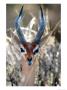 Male Gerenuki With Large Eyes And Curved Horns, Kenya by William Sutton Limited Edition Print