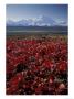 Mt. Mckinley And Autumn Foliage, Denali National Park, Alaska, Usa by Hugh Rose Limited Edition Print