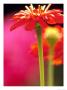 Zinnia, Seattle, Washington, Usa by Terry Eggers Limited Edition Pricing Art Print