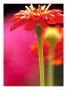 Zinnia, Seattle, Washington, Usa by Terry Eggers Limited Edition Print