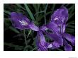 Wild Iris, Oregon Coast, Usa by Michele Westmorland Limited Edition Print