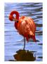Flamingo In Water by Lisa S. Engelbrecht Limited Edition Print