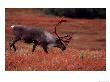 Bull Barren Ground Caribou And Colorful Tundra In Denali National Park, Alaska, Usa by Charles Sleicher Limited Edition Print