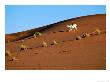 Boy On Horse On Sand Dune, Kalahari, South Africa by Ariadne Van Zandbergen Limited Edition Print