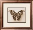 Attacus Atlas by Raquel Edwards Limited Edition Print