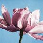 Magnolia In A Cloudless Sky by Scott Walker Limited Edition Pricing Art Print