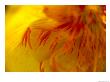 Close View Of Stamens And Pollen Inside A Flower by Raul Touzon Limited Edition Print