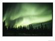 Green Curtain Of The Aurora Borealis Over An Evergreen Forest by Norbert Rosing Limited Edition Print