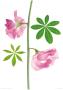 Sweet Pea & Lupin Leaves by Fleur Olby Limited Edition Print