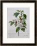 Apple Blossom, From Les Choix Des Plus Belles Fleurs by Pierre-Joseph Redouté Limited Edition Pricing Art Print