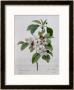 Apple Blossom, From Les Choix Des Plus Belles Fleurs by Pierre-Joseph Redoutã© Limited Edition Print