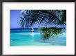 Palm Tree, Swimmers And A Boat At The Beach, Waikiki, U.S.A. by Ann Cecil Limited Edition Print