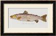 Hand Colored Enraving Of A Salmon, 1785-1794 by Baron Carl Von Meidinger Limited Edition Pricing Art Print