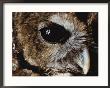 A Northern Spotted Owl In Captivity At The Zoo by Joel Sartore Limited Edition Print
