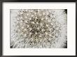 Close View Of A Dandelion Seed Head by Sylvia Sharnoff Limited Edition Print