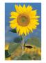 A Sunflower In A Field by Fogstock Llc Limited Edition Print