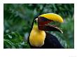 Chestnut-Mandibled Toucan, Or Swainsons Toucan, From The Darien Rainforest, Panama by Alfredo Maiquez Limited Edition Print