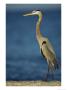 Great Blue Heron Walks In The Sand by Klaus Nigge Limited Edition Print