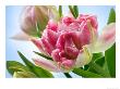 Tulipa Peach Blossom (Tulip Double Early Group) by Susie Mccaffrey Limited Edition Print