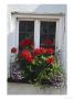 Window Box With Pelargonium & Lobelia, White Painted Wall Clovelly, Devon by Lynne Brotchie Limited Edition Print