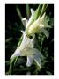 Gladiolis The Bride, Slender White Flowers With Yellow Markings by Mark Bolton Limited Edition Pricing Art Print