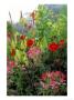 Cleome (Cherry Queen), Dahlia (Bishop Of Llandaff) & Canna Striata by Mark Bolton Limited Edition Print