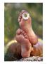 Feet With Daisy Between Toes, Person Lying Back Enjoying The Sun by Bjorn Forsberg Limited Edition Print