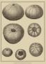 Shells On Khaki I by Denis Diderot Limited Edition Print