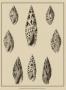 Shells On Khaki Iv by Denis Diderot Limited Edition Pricing Art Print