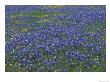 Blue Bonnets And Arnica, North Of Marble Falls, Texas, Usa by Darrell Gulin Limited Edition Print