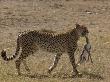 A Cheetah, Acinonyx Jubatus, Carrying A Thompson's Gazelle Carcass by Beverly Joubert Limited Edition Print
