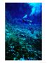 Diver Underwater, Nelson, New Zealand by Jenny & Tony Enderby Limited Edition Print